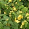 Lucky Lantern Yellow Abutilon -Annual Plants Shop lucky lantern yellow abutilon plant 529 detail