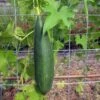 Luffa Gourd