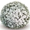 Belgian Mum® Mabel White Plant -Annual Plants Shop mabel white belgian mum plant 1209 detail