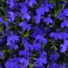 Magadi™ Basket Dark Blue Lobelia -Annual Plants Shop magadi basket dark blue lobelia plant 28 detail