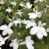 Magadi™ Basket White Lobelia 2 Magadi™ Basket White Lobelia -Annual Plants Shop magadi basket white lobelia plant 95 detail