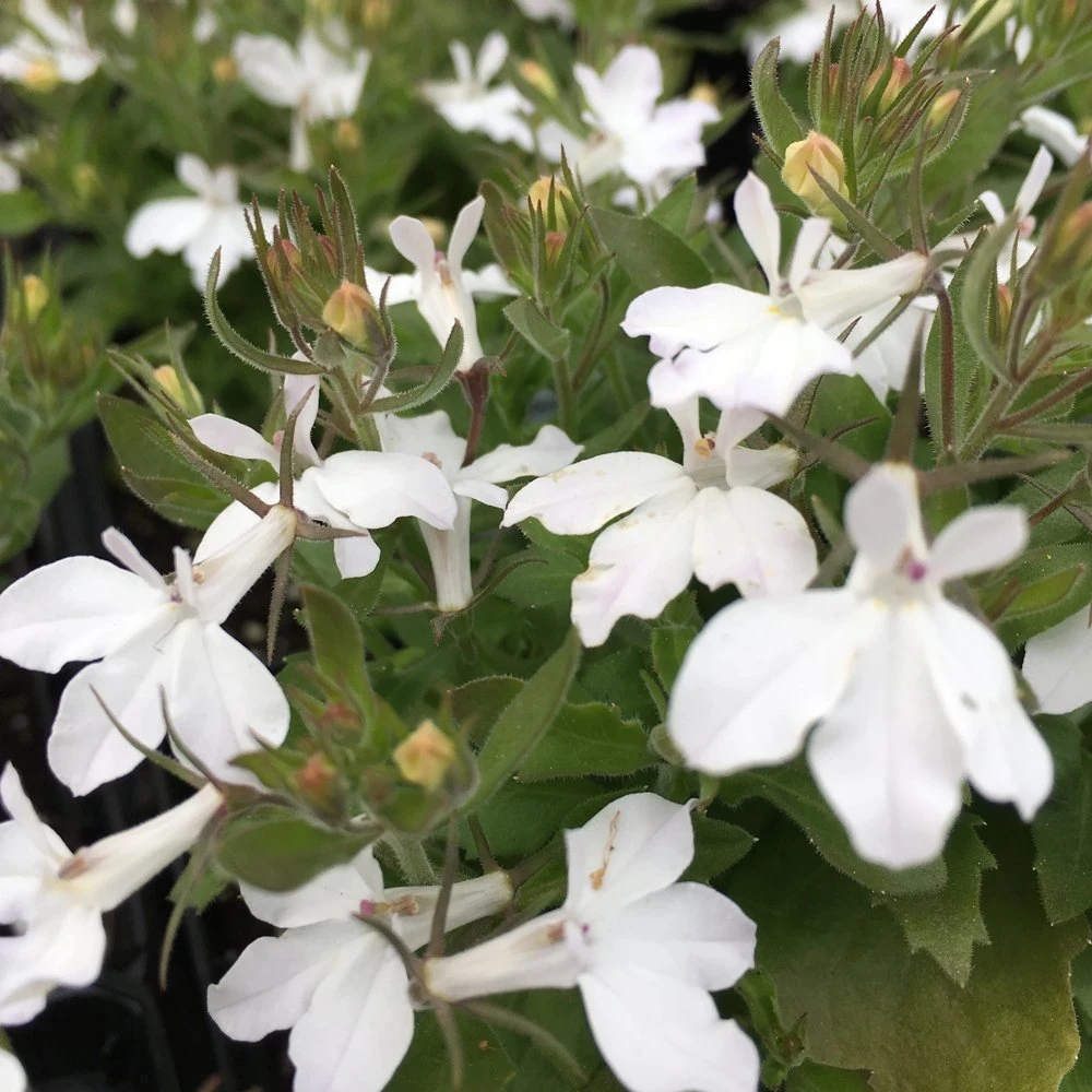 Magadi™ Basket White Lobelia 3 Magadi™ Basket White Lobelia