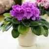 Magenta African Violet