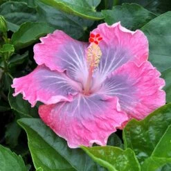 Magic Crystal Cajun Hibiscus