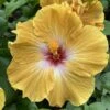 Magic Sunset Cajun Hibiscus -Annual Plants Shop magic sunset cajun hibiscus plant 95 detail