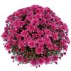 Belgian Mum® Magnus Violet Plant -Annual Plants Shop magnus violet belgain mum plant 1505 detail
