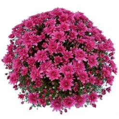 Belgian Mum® Magnus Violet Plant