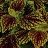 Main Street Venice Boulevard Coleus Plant -Annual Plants Shop main street venice boulevard coleus plant 1313 detail