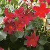 Sun Parasol® Original Dark Red Mandevilla -Annual Plants Shop mandevilla original dark red plant 1075 detail