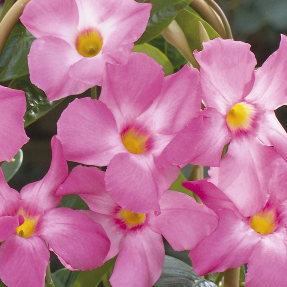 Sun Parasol® Giant Pink Mandevilla 3 Sun Parasol® Giant Pink Mandevilla