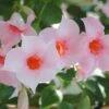 Sun Parasol® Original Cream Pink Mandevilla -Annual Plants Shop mandevilla sunparasol original cream pink 873 detail