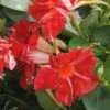 Sun Parasol® Original Stars & Stripes Mandevilla -Annual Plants Shop mandevilla sunparasol original starsandstripes plant 1551 detail