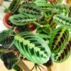 Maranta Red Prayer -Annual Plants Shop maranta leuconeura erythroneura red prayer plant 1665 detail