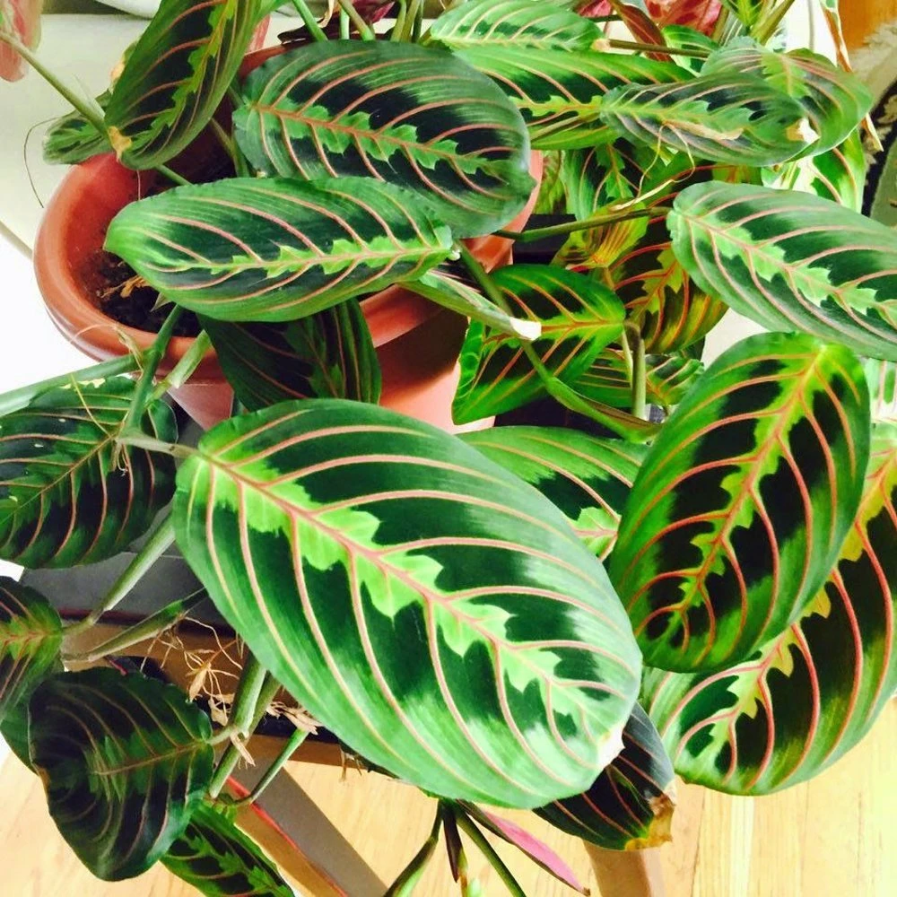 Maranta Red Prayer
