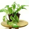 Marble Queen Pothos -Annual Plants Shop marble queen pothos plants 1285 detail