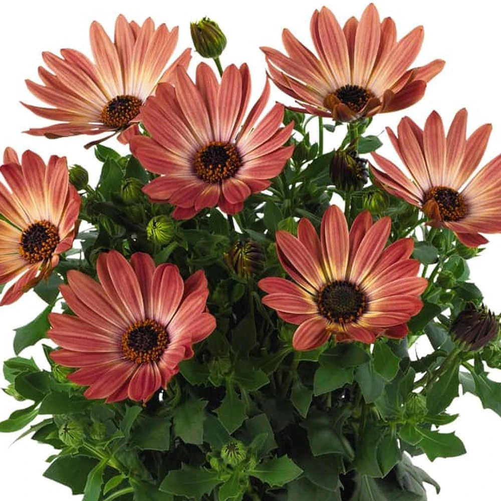 Margarita® Bronze Bicolor Osteospermum Plant 3 Margarita® Bronze Bicolor Osteospermum Plant