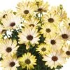 Margarita® Lemon Osteospermum Plant 1 Margarita® Lemon Osteospermum Plant -Annual Plants Shop margarita lemon osteospermum 410 detail