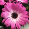 Margarita® Pink Flare Osteospermum Plant -Annual Plants Shop margarita pink flare osteospermum 703 detail