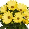 Margarita® Yellow Osteospermum Plant -Annual Plants Shop margarita yellow osteospermum plant 1253 detail