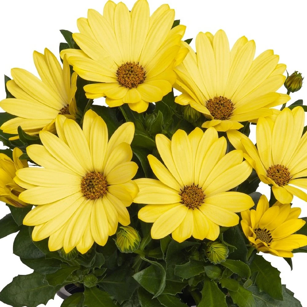 Margarita® Yellow Osteospermum Plant 3 Margarita® Yellow Osteospermum Plant