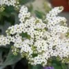 White Marino Heliotrope Plant