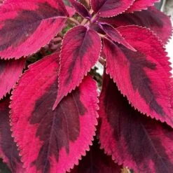 Mariposa Coleus Plant