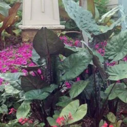 Masquerade™ Yucatan Princess Alocasia Plant - Elephant Ear