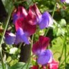 Matucana Sweet Pea Flowers