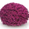 Belgian Mum® Mefisto Purple Plant -Annual Plants Shop mefisto purple belgian mum plant 1342 detail