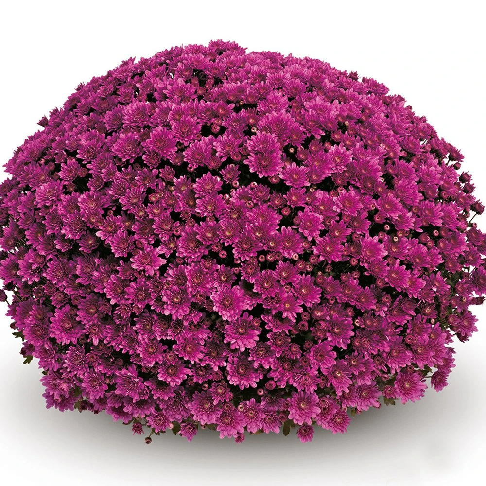 Belgian Mum® Mefisto Purple Plant 3 Belgian Mum® Mefisto Purple Plant
