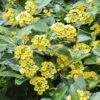 Megan's Gold Lantana Plant -Annual Plants Shop megans gold lantana plant 458 detail