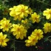 Mexican Gold Bidens Plant -Annual Plants Shop mexican gold bidens 1636 detail