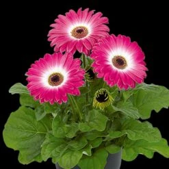 Floriline® Midi Eyecatcher Purple Gerbera