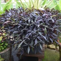 Illusion™ Midnight Lace Ipomoea Plant