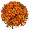 Belgian Mum® Mika Orange Plant -Annual Plants Shop mika orange belgian mum plant 2127 detail