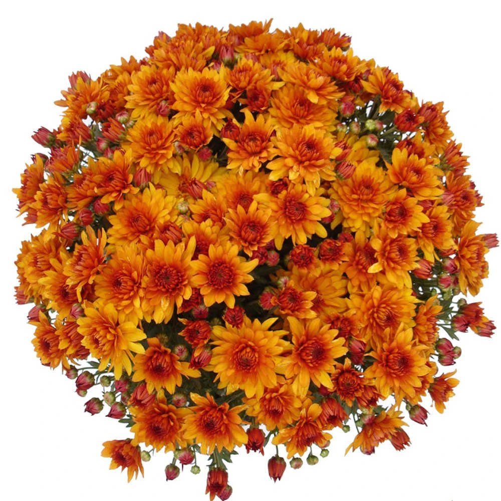 Belgian Mum® Mika Orange Plant 3 Belgian Mum® Mika Orange Plant