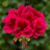 Mojo™ Cranberry Splash Zonal Geranium Plant -Annual Plants Shop mojo cranberry splash zonal geranium plant 850 detail