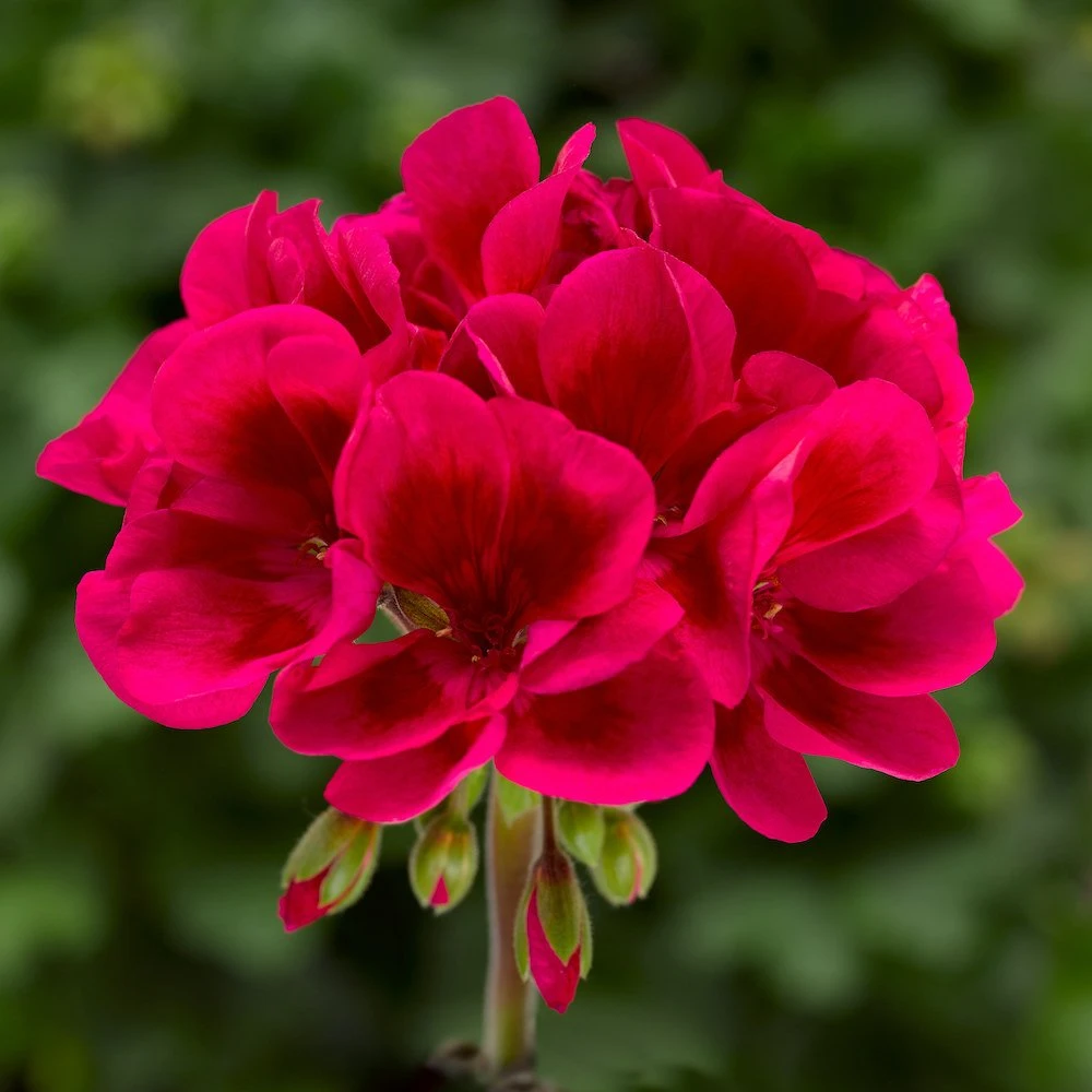 Mojo™ Cranberry Splash Zonal Geranium Plant 3 Mojo™ Cranberry Splash Zonal Geranium Plant