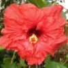 Mon Ami Cajun Hibiscus