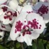 Mottled Plum Phalaenopsis Orchid -Annual Plants Shop mottled plum phalaenopsis orchid plant 17 detail