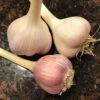 Music Garlic - 3 Bulb Pack -Annual Plants Shop music garlic bulbs for sale 1007 detail