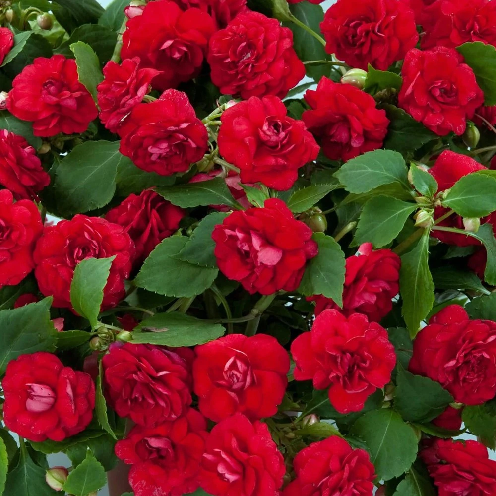 Musica™ Elegant Red Double Impatiens Plant 3 Musica™ Elegant Red Double Impatiens Plant