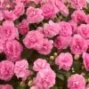 Musica™ Pink Aroma Double Impatiens Plant 1 Musica™ Pink Aroma Double Impatiens Plant -Annual Plants Shop musica pink aroma double impatiens plant 285 detail