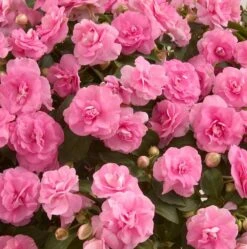 Musica™ Pink Aroma Double Impatiens Plant