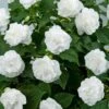 Musica™ Pure White Double Impatiens Plant