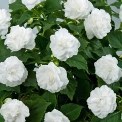 Musica™ Pure White Double Impatiens Plant