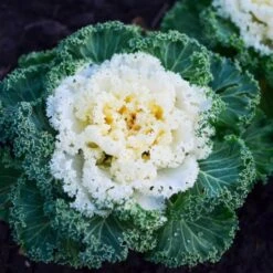 Nagoya White Ornamental Kale