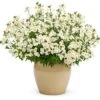 Sunsatia® Coconut Nemesia