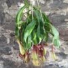 Nepenthes Pitcher 2 Nepenthes Pitcher -Annual Plants Shop nepenthes pitcher plant 683 detail