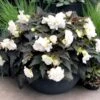Nonstop® Joy Mocca White Tuberous Begonia Plant